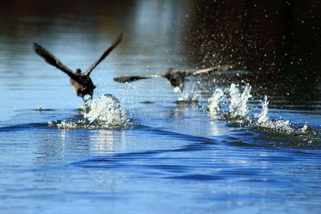 Ducks Walking on the Water - image #284615 gratis