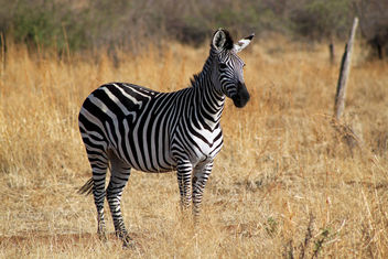 Plains Zebra: Equus quagga - image #284685 gratis