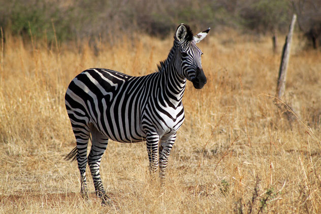Plains Zebra: Equus quagga - Free image #284685