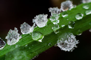 Frozen Drops - Free image #284705