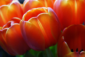 Macro Tulip 2 - Kostenloses image #284875