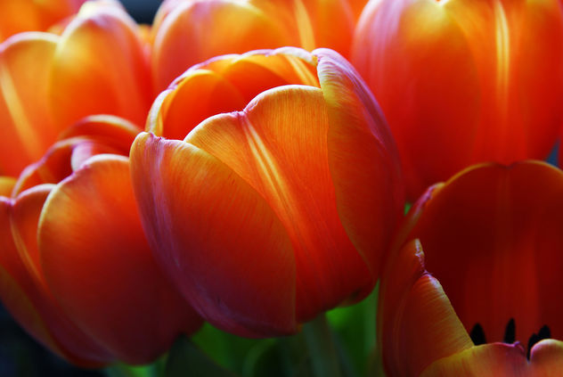 Macro Tulip 2 - Free image #284875