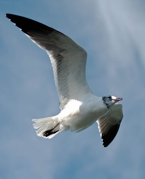 Thayer's Gull - image #284895 gratis