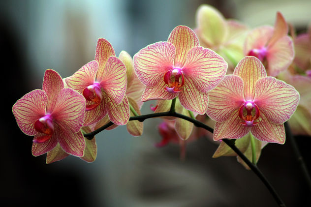 Orchid Splendor - Kostenloses image #284935