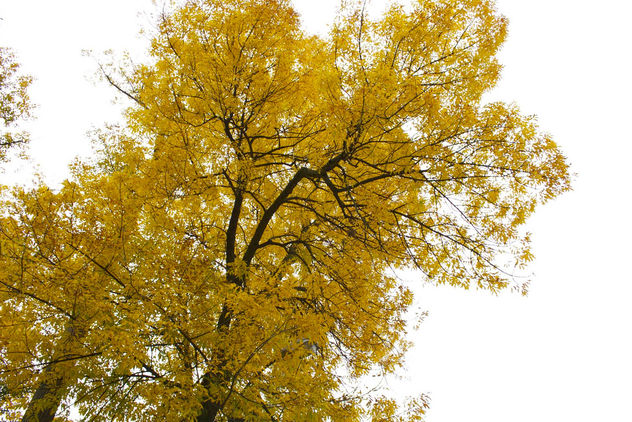Yellow Tree - image #285015 gratis