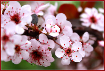 Spring Refreshed - Free image #285045