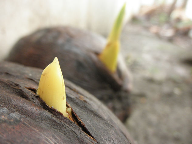New Lives - MYD Coconut Seedlings - image gratuit #285145 