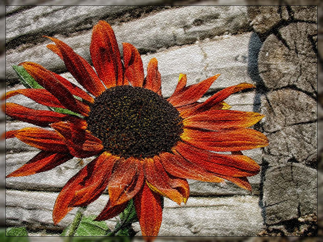 sunflower - Free image #285175