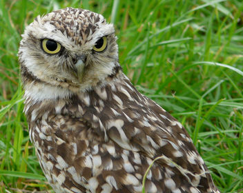 Athene cunicularia - burrowing owl - image gratuit #285305 