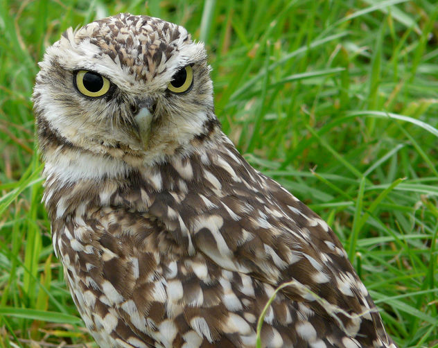 Athene cunicularia - burrowing owl - Free image #285305