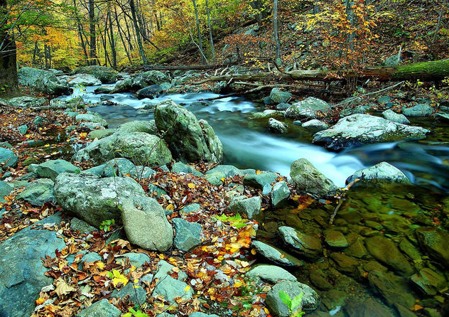 Autumn flowing forest river - image #285595 gratis