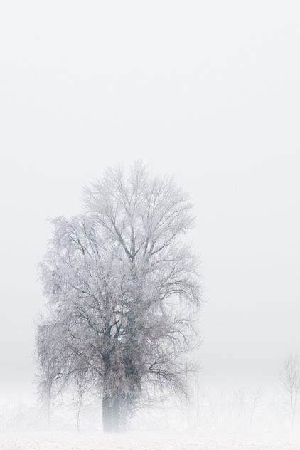Alone in winter - Free image #285875