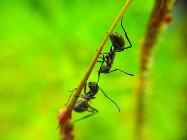 Black Ants Fighting taken using Samsung Galaxy S2 Camera + Macro Lens - image #285995 gratis