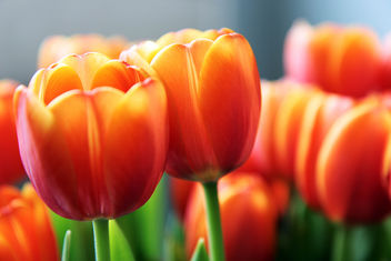 Tulips - Free image #286125