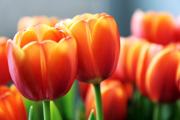 Tulips - image gratuit #286125 