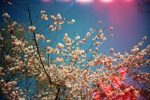 Blossom with Light Leak - Kostenloses image #286225