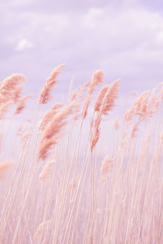Dreamy Pastel Beach Grass - image #286345 gratis