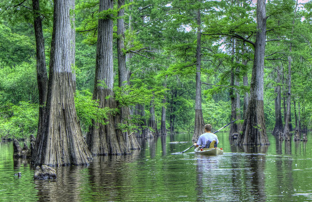 David Kayaking thur the cypress trees in Harrell bayou - Free image #286355