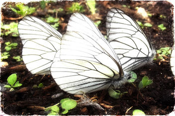 The butterflies (exercise) - бесплатный image #286425