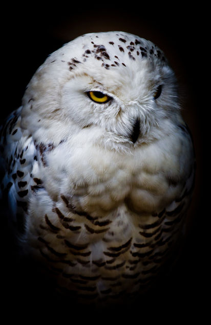 White Owl - image #286735 gratis