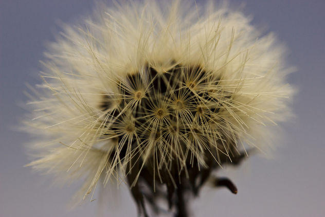 Pollen (dandelion) - Free image #286815