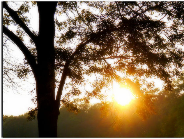 --- Sunset in the Park --- - image gratuit #287165 
