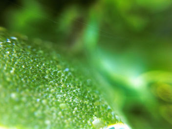 Water Drops On Deep Green Leaf - Free image #287225