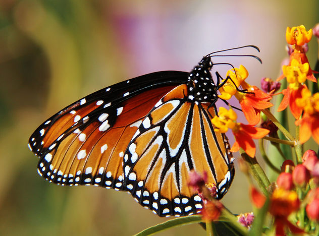 Butterfly in Arizona - Free image #287415