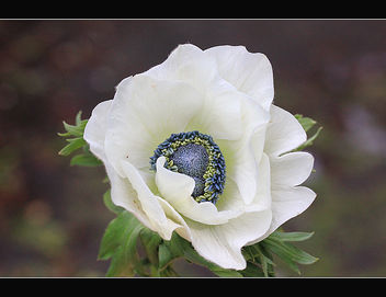 White blue flower - бесплатный image #287565
