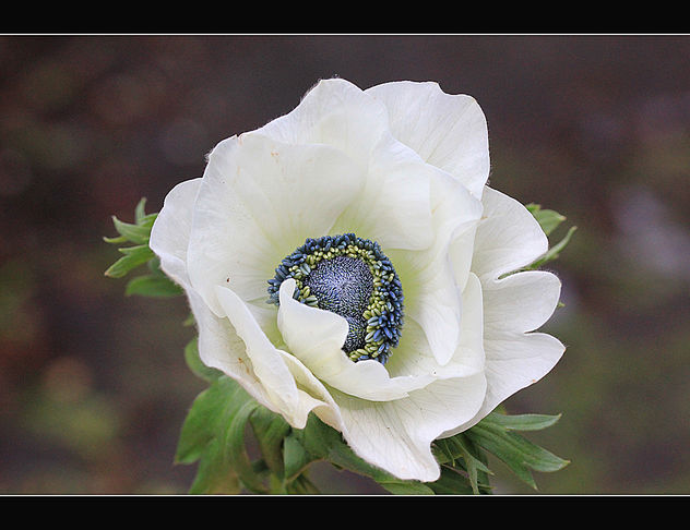 White blue flower - image gratuit #287565 