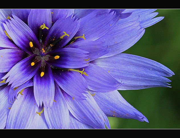 So very blue flower - Kostenloses image #287605