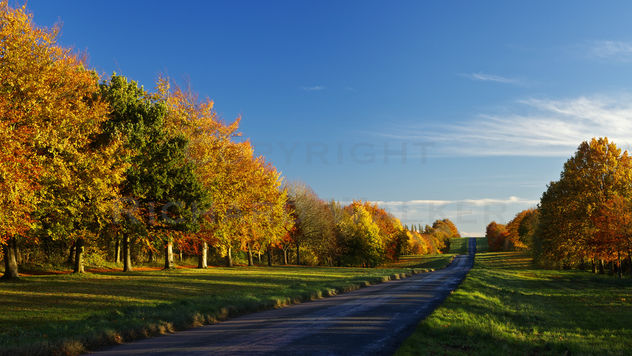 Autumn Road - image gratuit #287915 