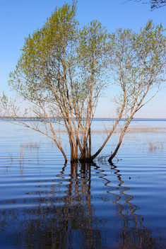 Lake_Burtnieks_flooding_3 - Free image #288085