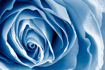 Blue Rose Macro - HDR - Kostenloses image #288145