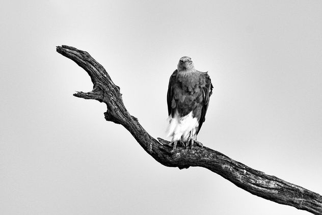 What a look! - Fish Eagle - image #288335 gratis