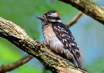 Downy Woodpecker Macro - Free image #288575