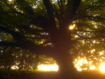 The Tree of Life - Free image #288935
