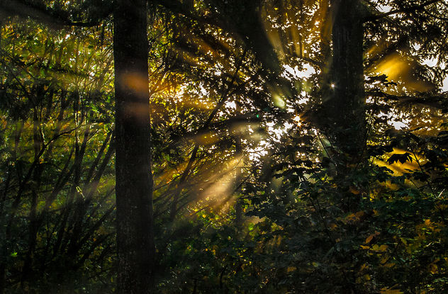 Golden hour in the forest.jpg - Free image #289075