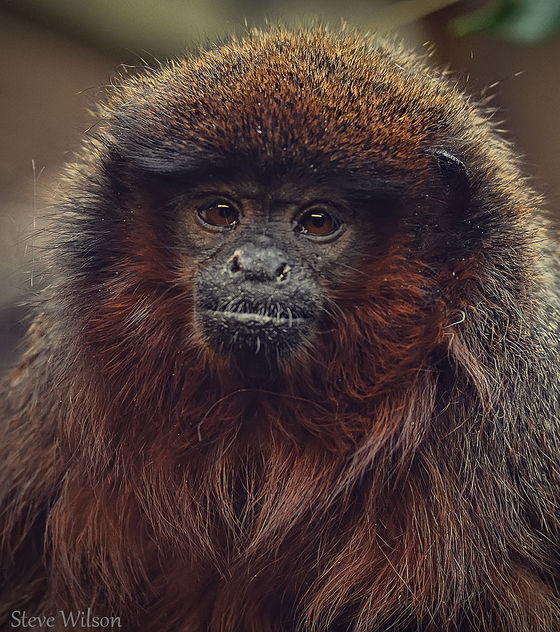 Red Titi Monkey (EXPLORE) - Kostenloses image #289185