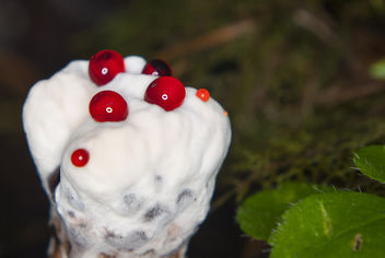 'Red-juice Tooth', Hydnellum peckii - Free image #289325