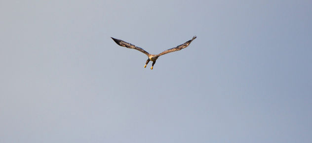 White tailed eagle - image #289395 gratis