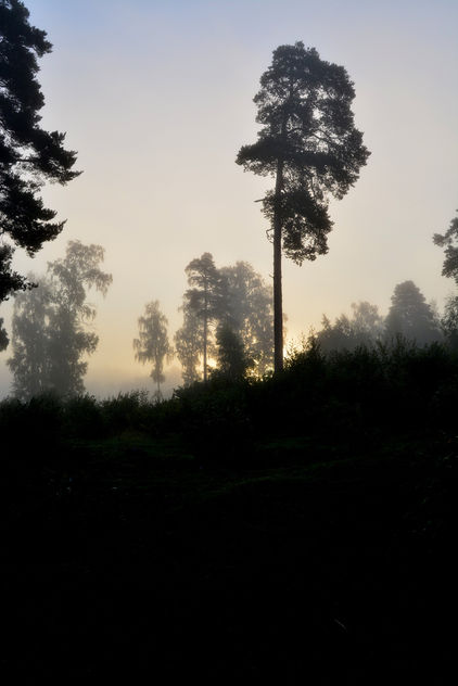 Misty morning - Free image #289535