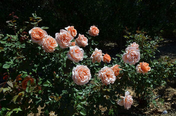Flowers & Roses - image gratuit #289775 
