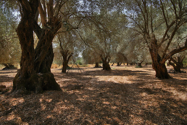 Olive Grove In Amari Valley - image #289815 gratis