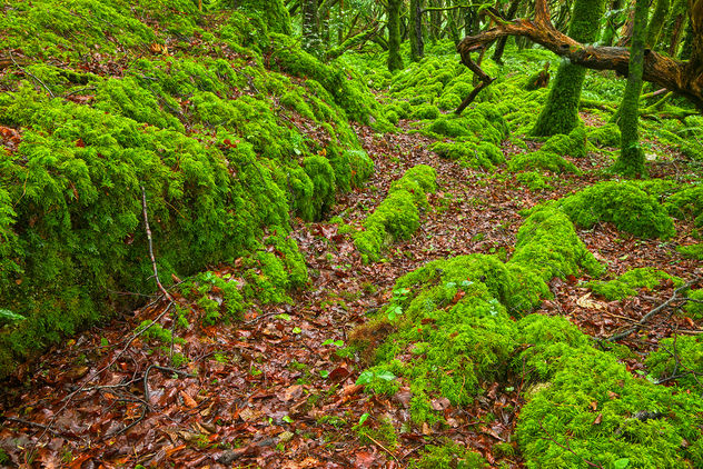 Killarney Forest - HDR - image gratuit #289825 