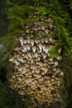 mushroom explosion - Free image #289845