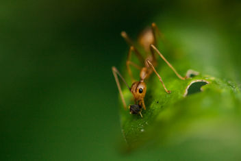 Weaver Ants - Free image #290025