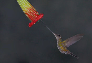 Sword-billed Hummingbird (Ensifera ensifera) - image #290115 gratis