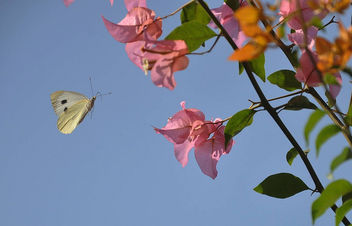 butterfly - image gratuit #290315 
