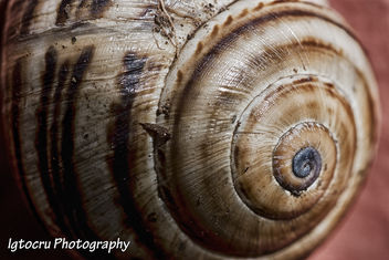 Snail at home - Free image #290325